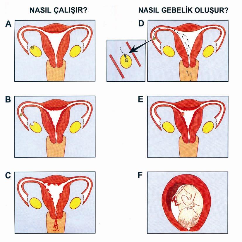 hamilelik nasıl olur