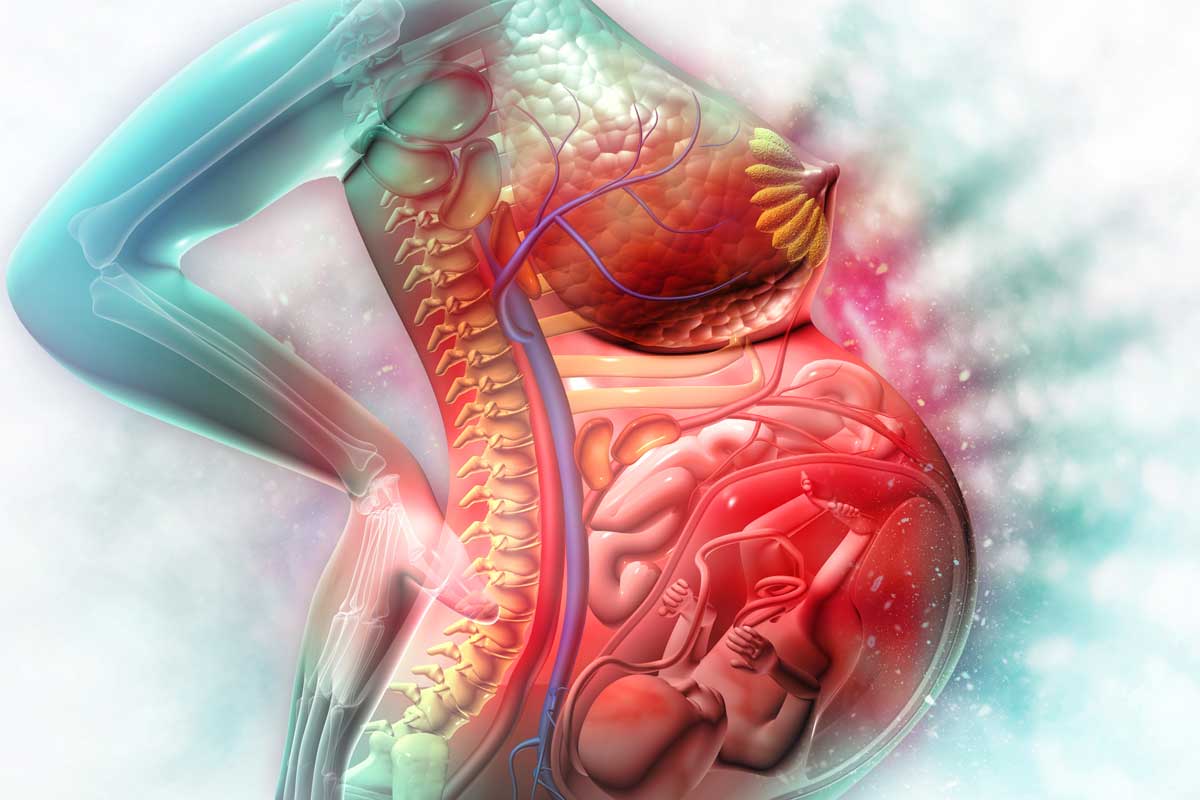 plasenta görüntüsü