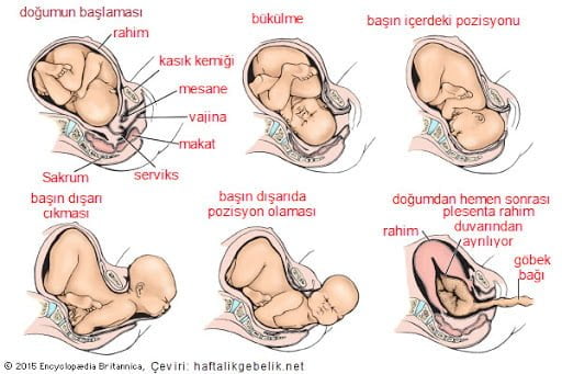 vajinal normal doğum