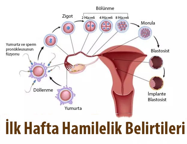 İlk Hafta Erken Hamilelik Belirtileri
